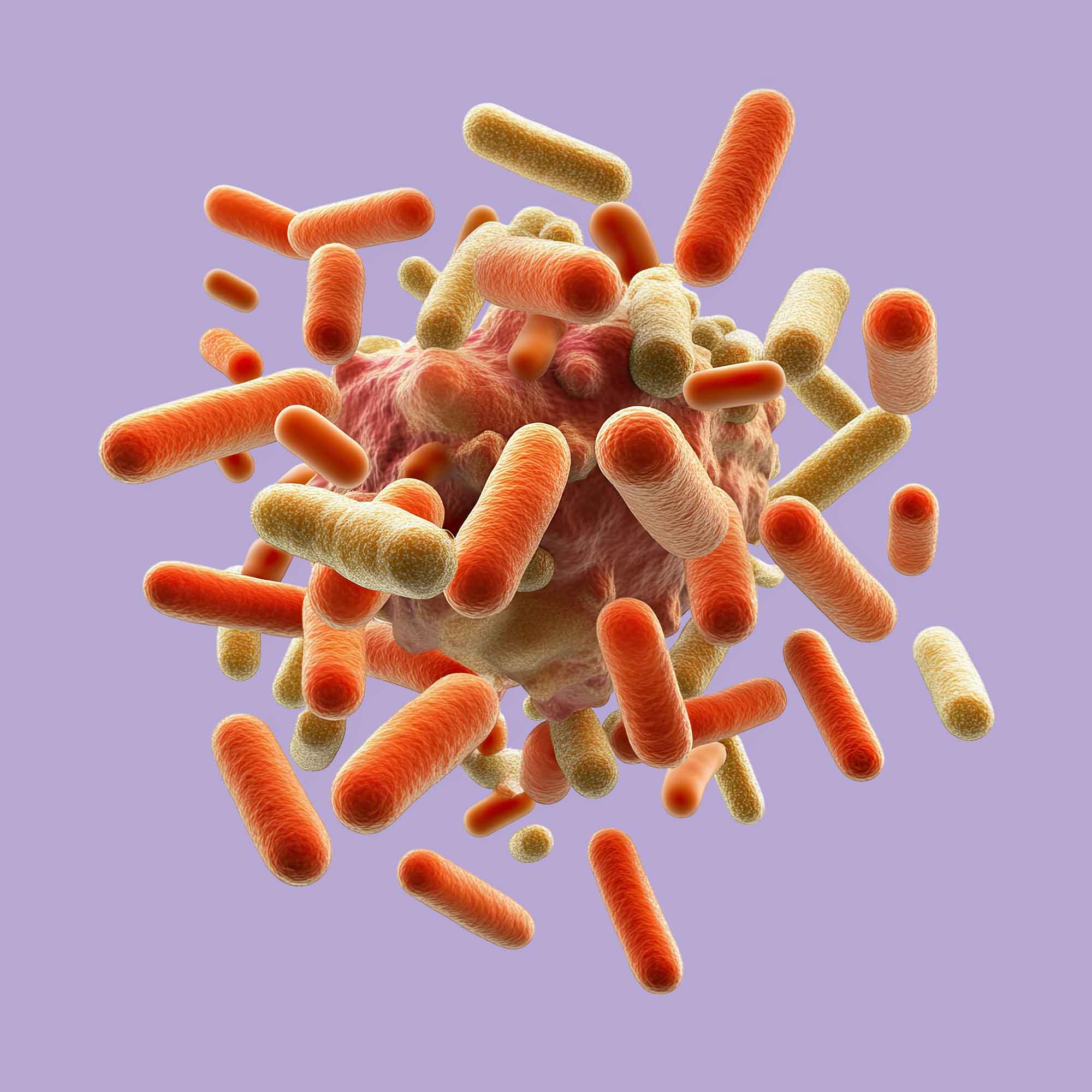 Lactobacillus Acidophilus: The Probiotic for Gut & Immune Health